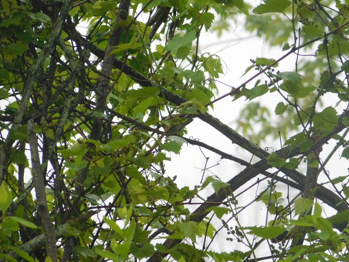 Chestnut-sided Warbler - Arrow Z L