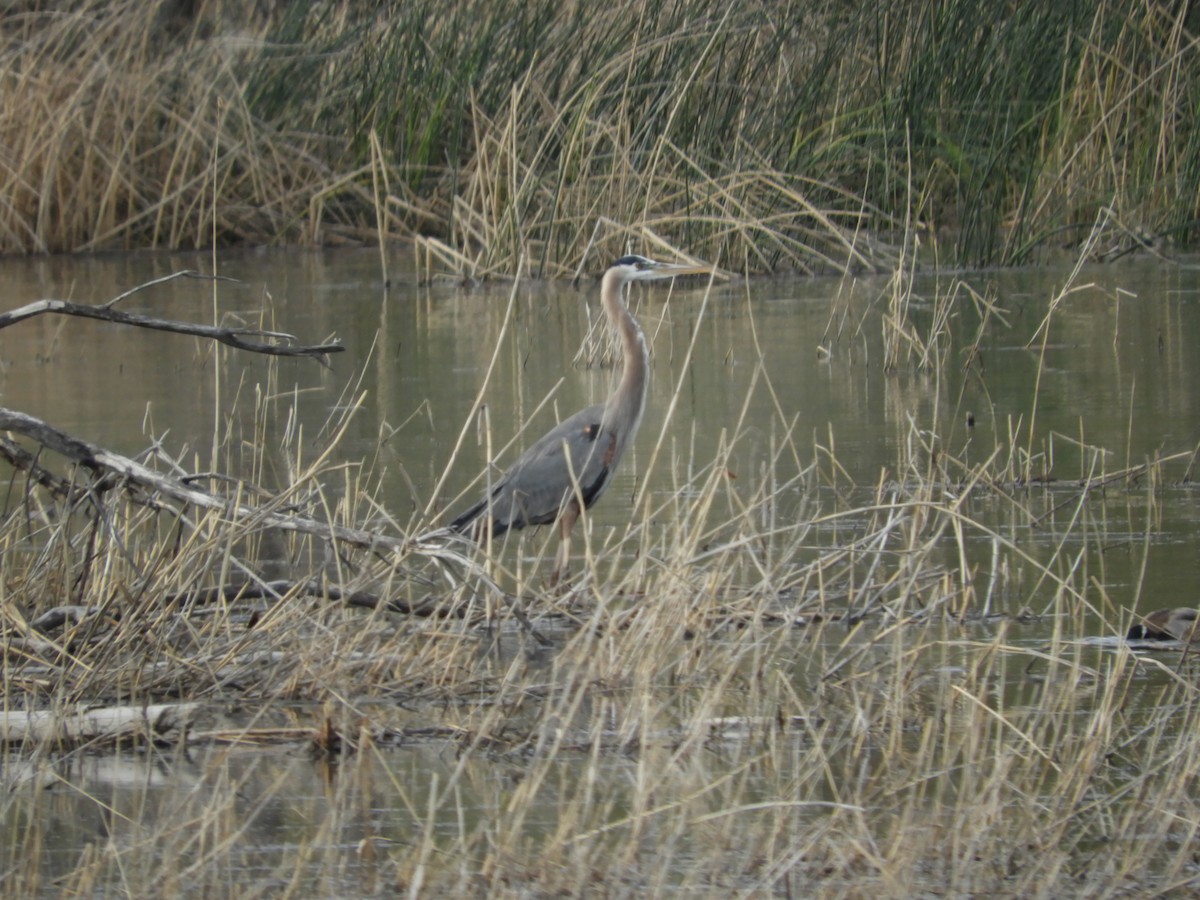 Great Blue Heron - Thomas Bürgi