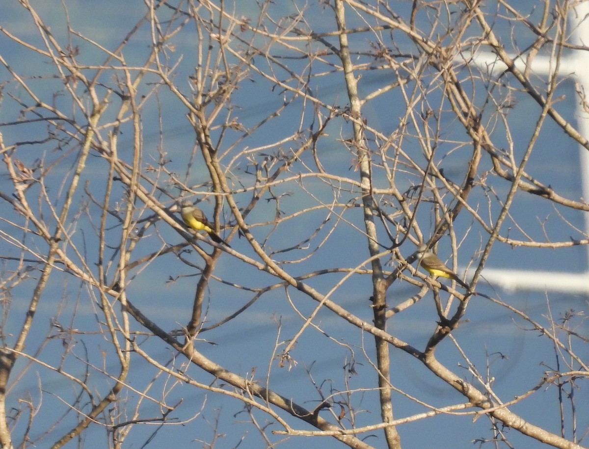 Tropical Kingbird - Rodrigo Quadros