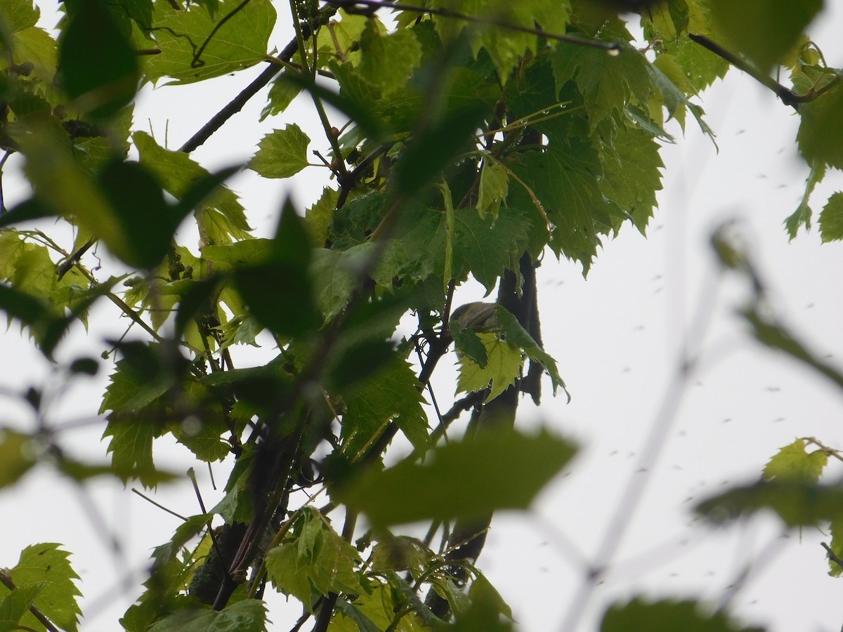 Cape May Warbler - Arrow Z L