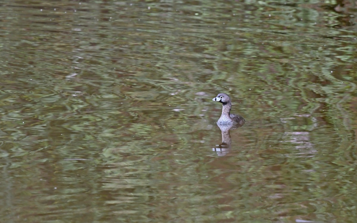 Pied-billed Grebe - Christoph Moning