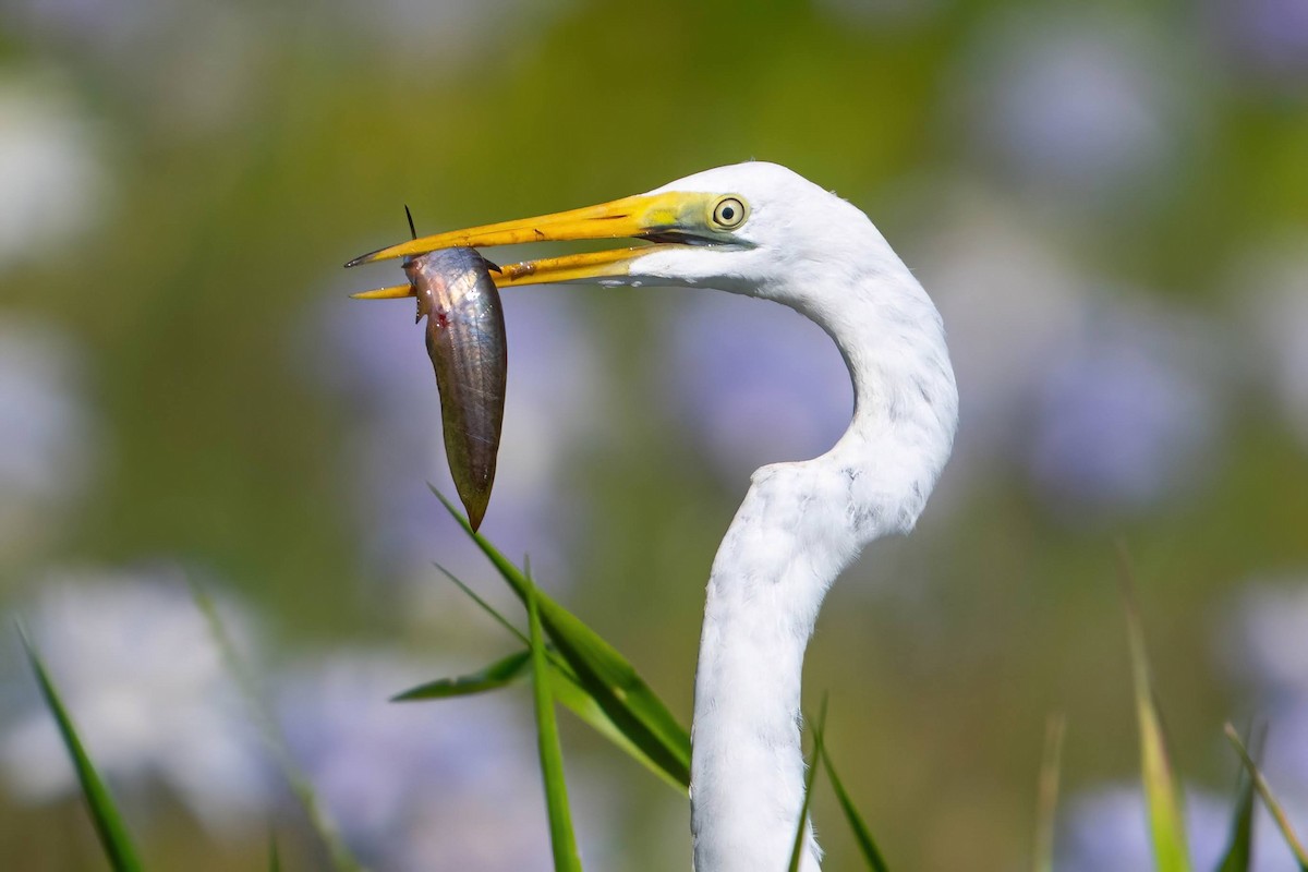 Great Egret - Anthony Zimmermann