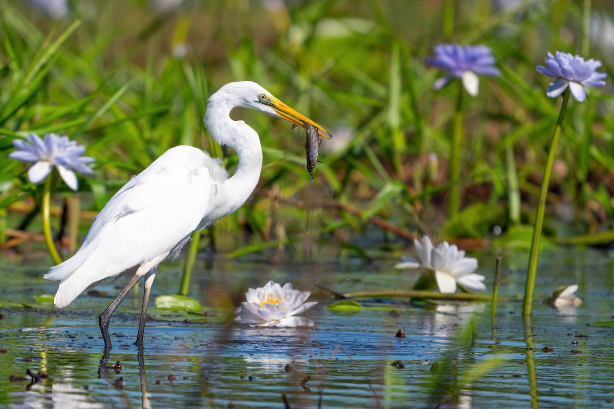 Great Egret - Anthony Zimmermann