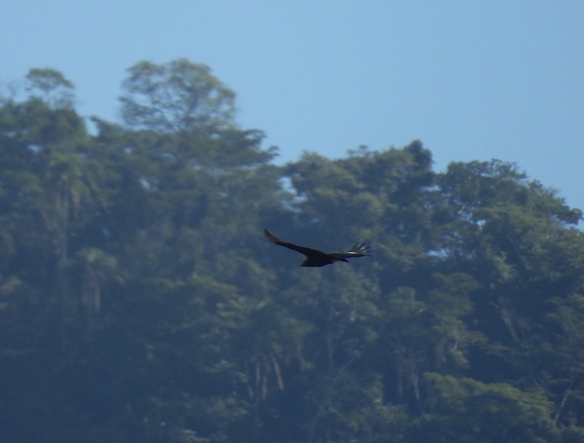 Black Vulture - Rodrigo Quadros