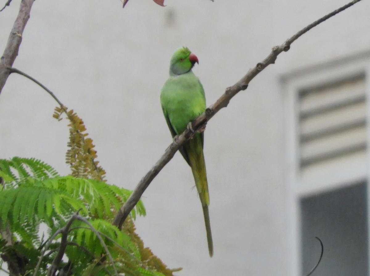 Rose-ringed Parakeet - Manju Sinha