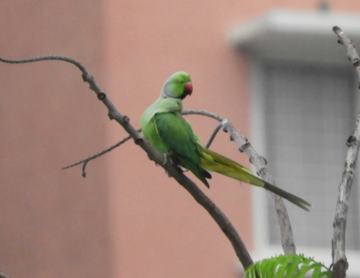 Rose-ringed Parakeet - Manju Sinha