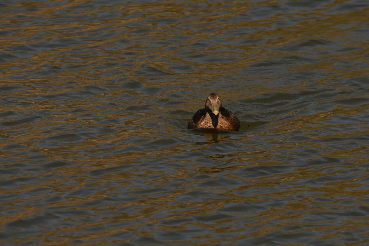 Common Eider - Sunanda Vinayachandran