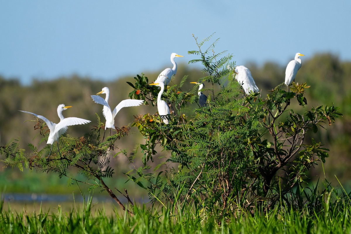 Plumed Egret - Anthony Zimmermann