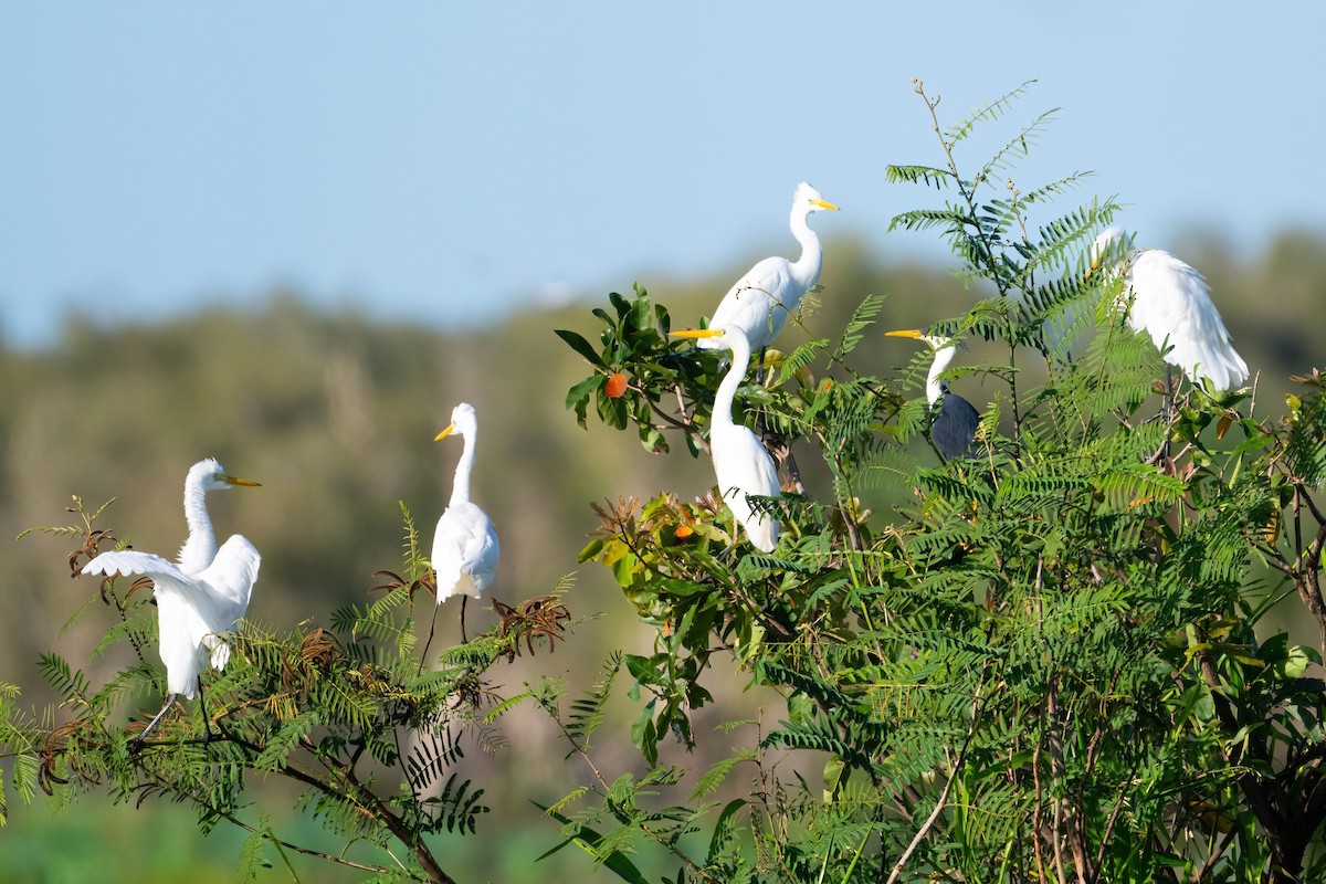 Plumed Egret - ML619523393