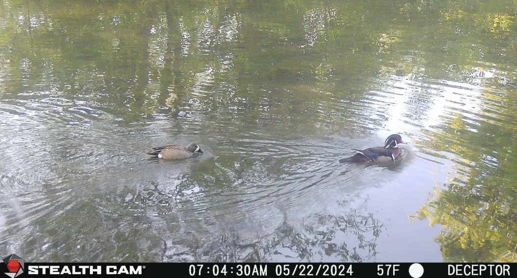 Blue-winged Teal - Jay Zook