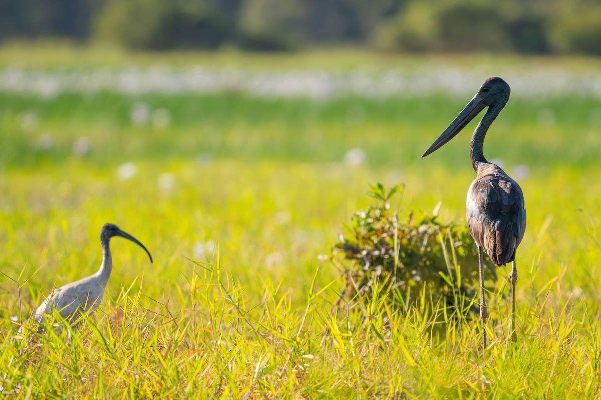 Australian Ibis - ML619523404