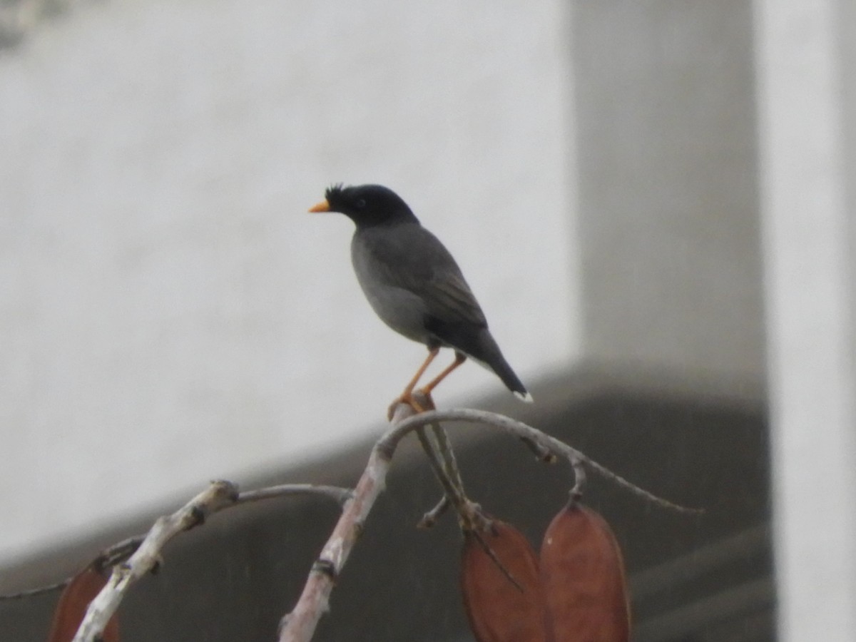 Jungle Myna - Manju Sinha