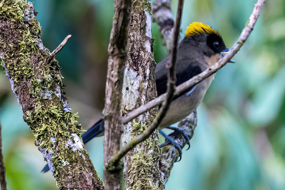 Black-goggled Tanager - Kurt Gaskill