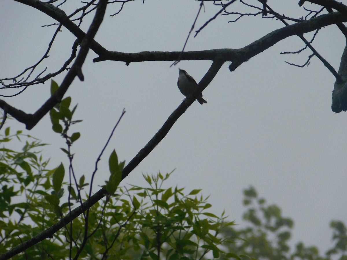 Chestnut-sided Warbler - Arrow Z L