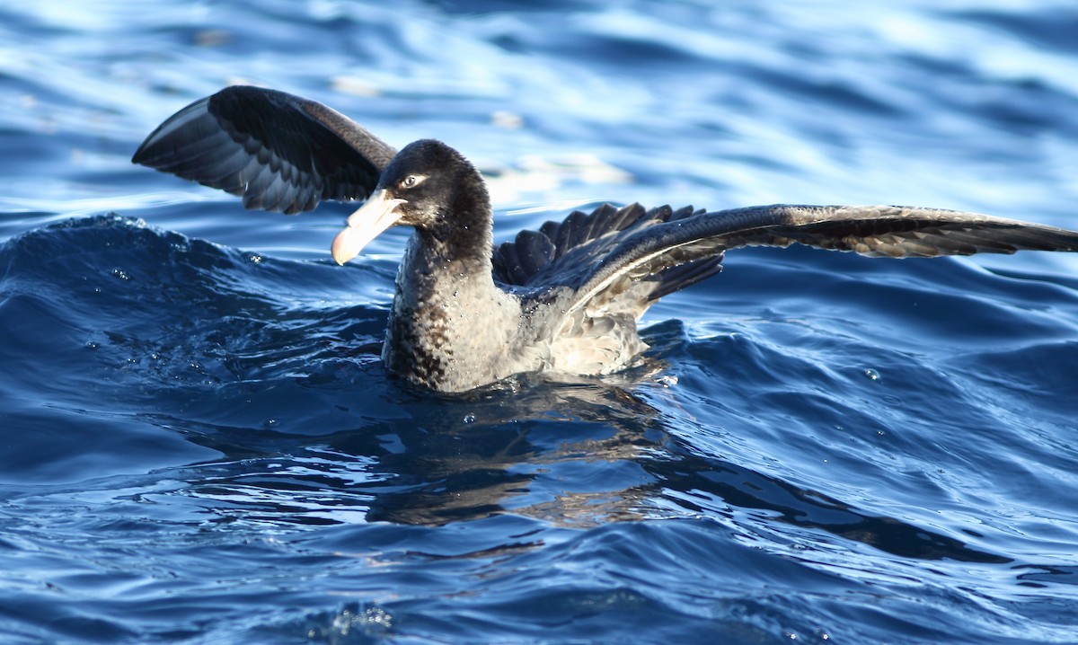 Northern Giant-Petrel - Andrew Collins