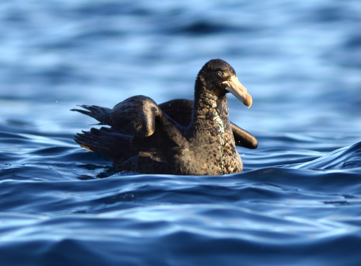 Northern Giant-Petrel - Andrew Collins