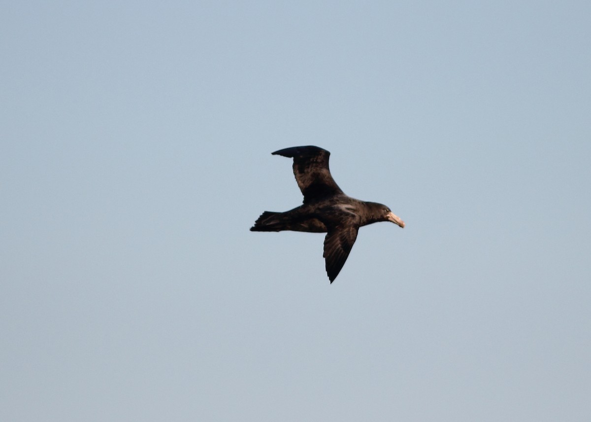 Northern Giant-Petrel - Andrew Collins