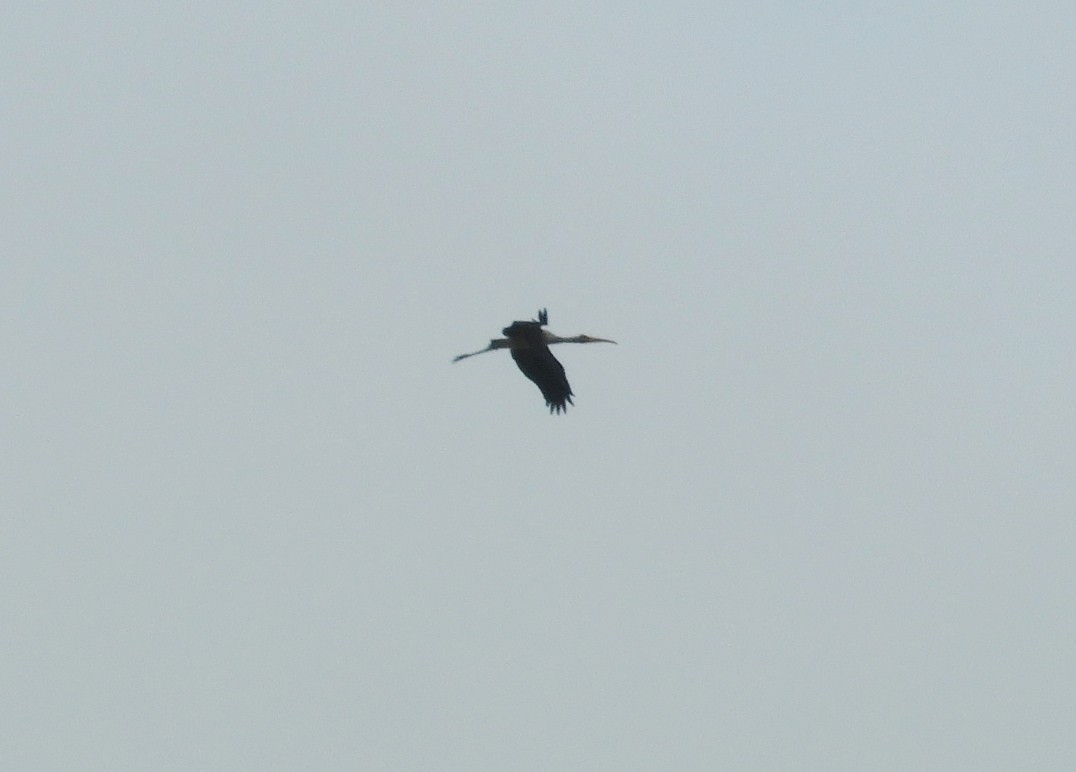 Painted Stork - Manju Sinha