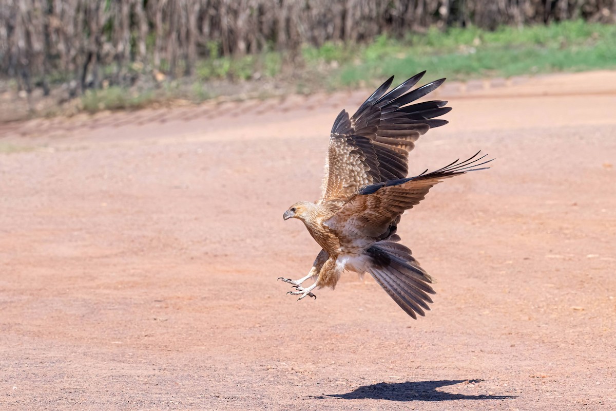 Whistling Kite - Anthony Zimmermann