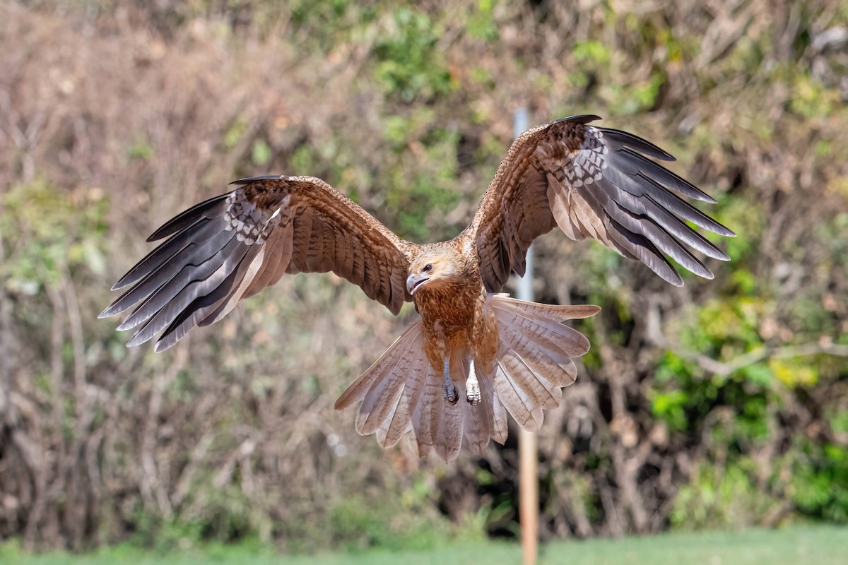 Whistling Kite - Anthony Zimmermann