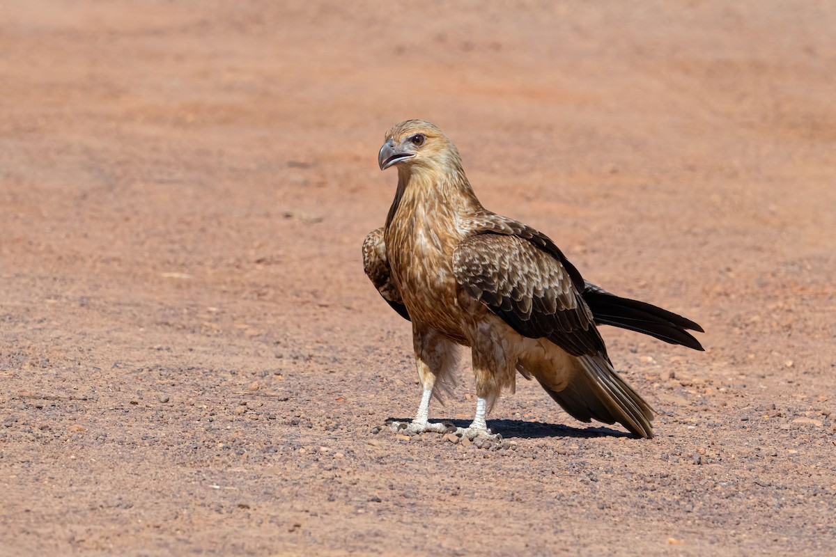 Whistling Kite - Anthony Zimmermann