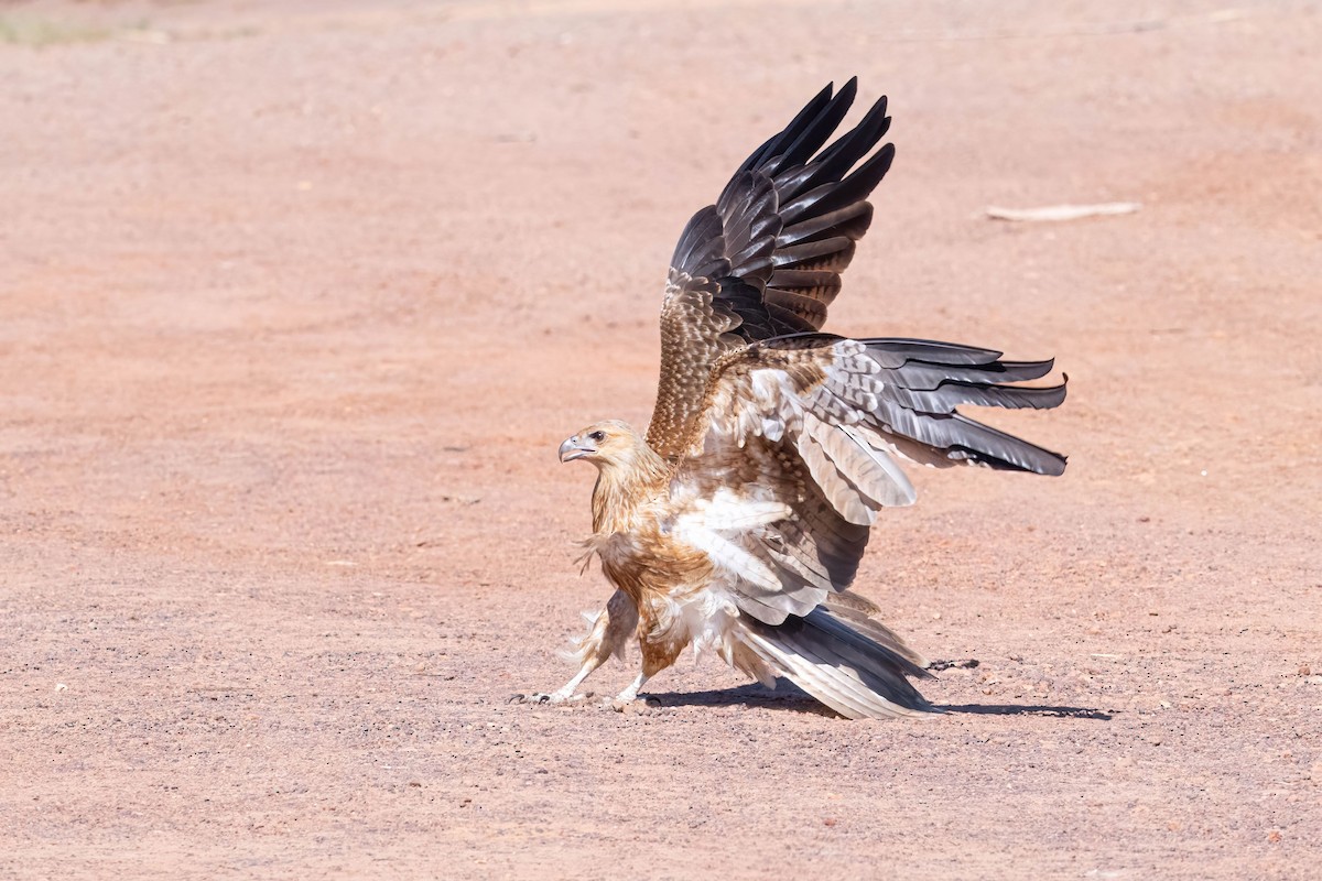 Whistling Kite - Anthony Zimmermann