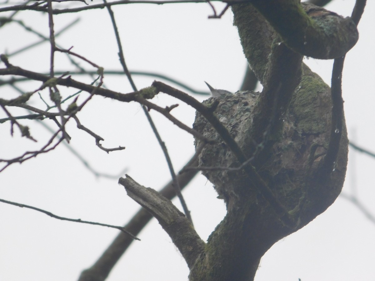 Blue-gray Gnatcatcher - Arrow Z L