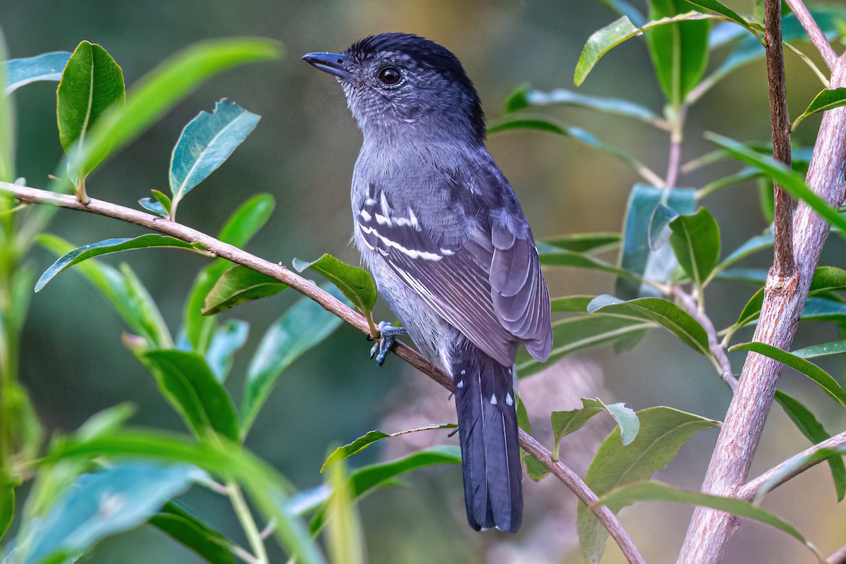 Variable Antshrike - Kurt Gaskill