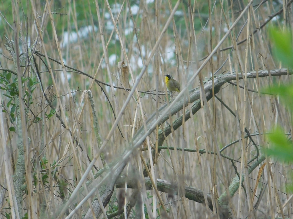 Common Yellowthroat - Arrow Z L