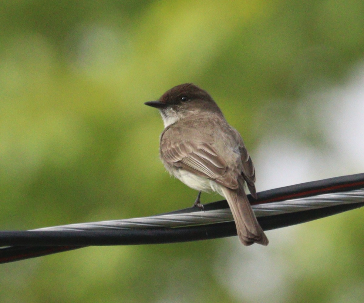 Eastern Phoebe - Hélène Crête