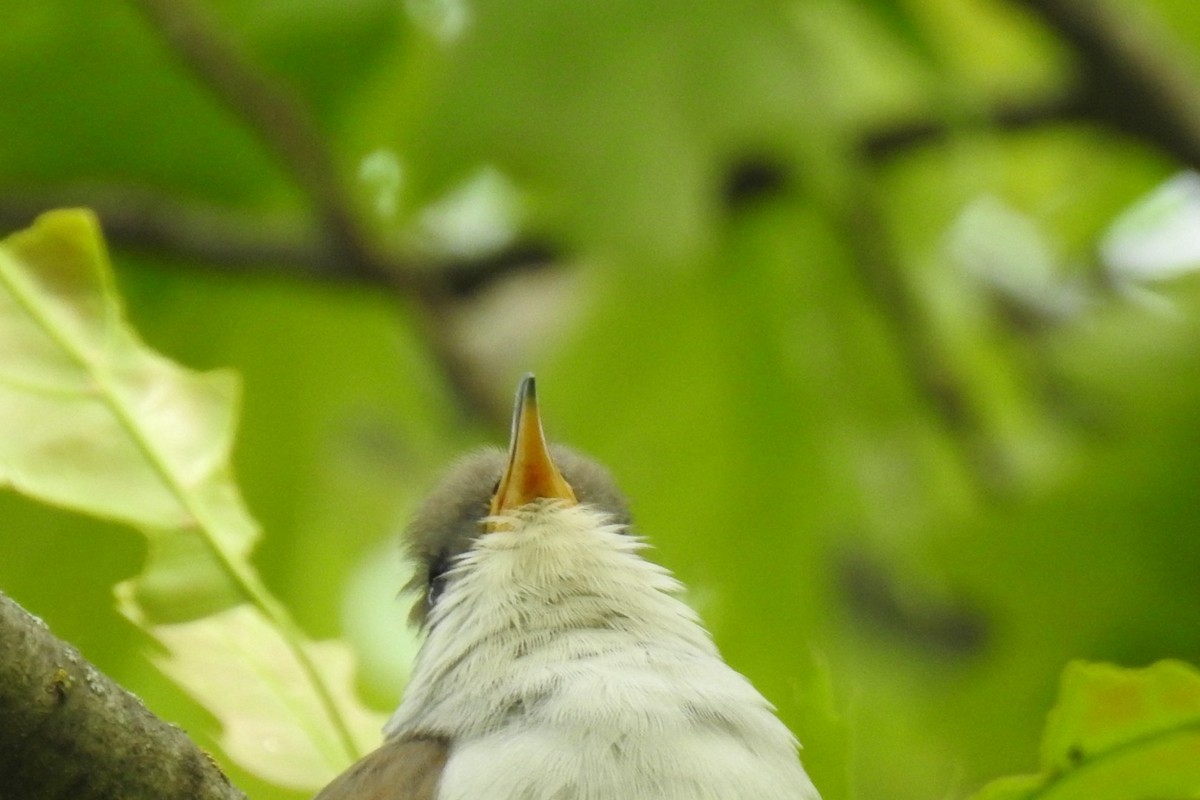 Yellow-billed Cuckoo - ML619523454