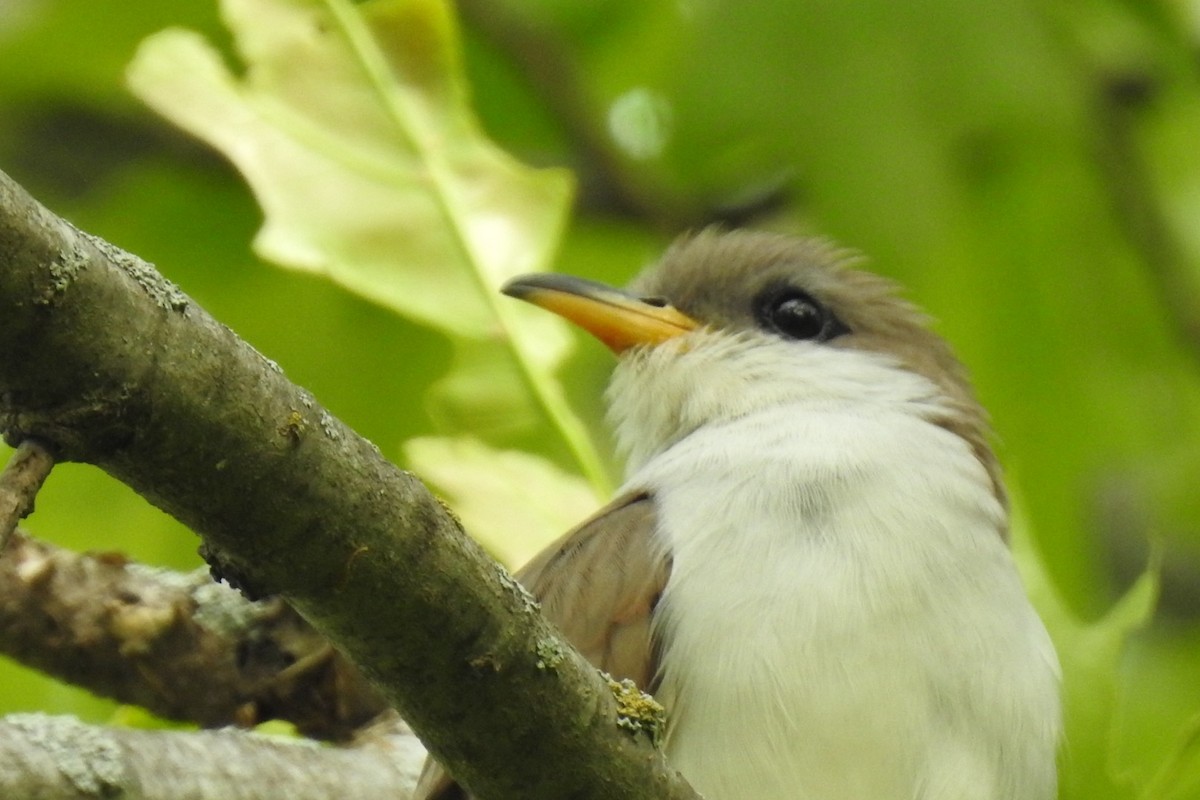 Yellow-billed Cuckoo - ML619523460