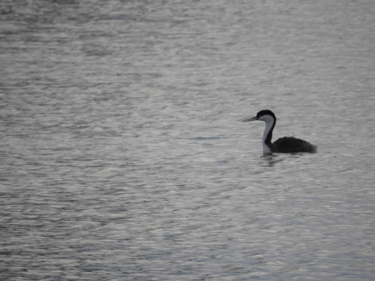 Western Grebe - Thomas Bürgi