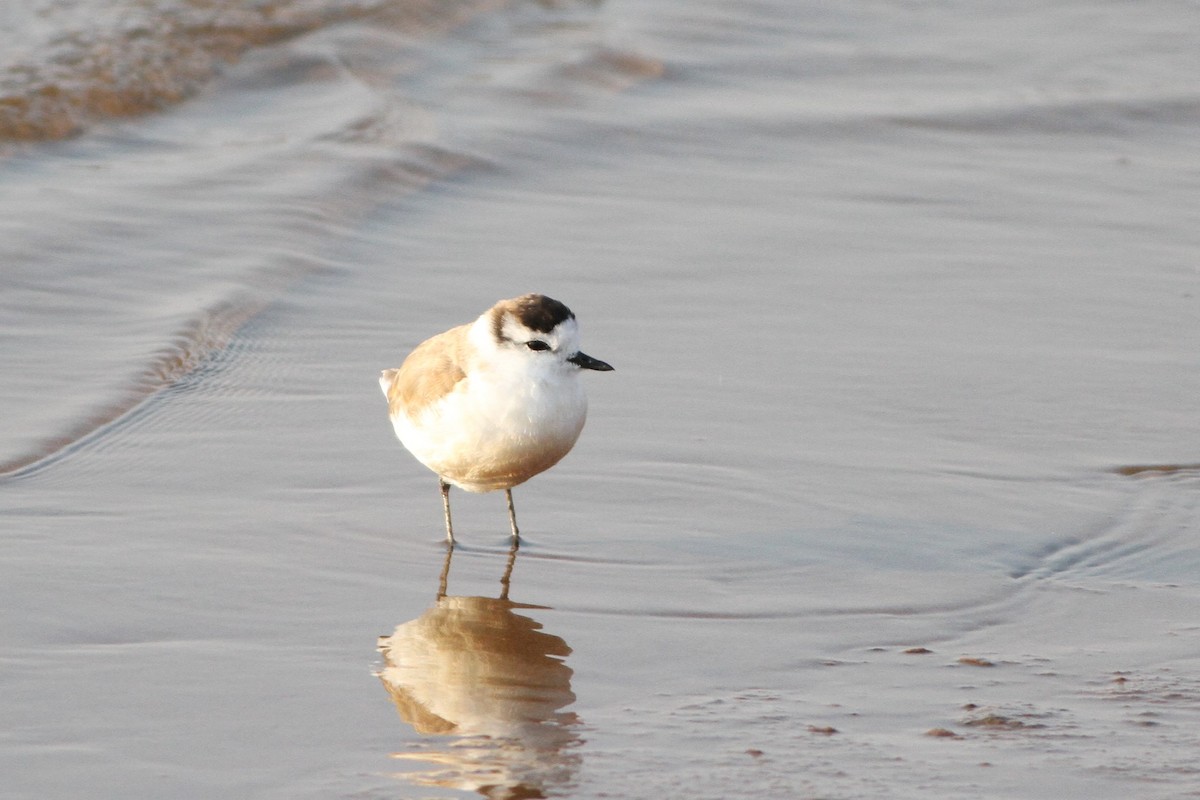 White-fronted Plover - Alex Bayly