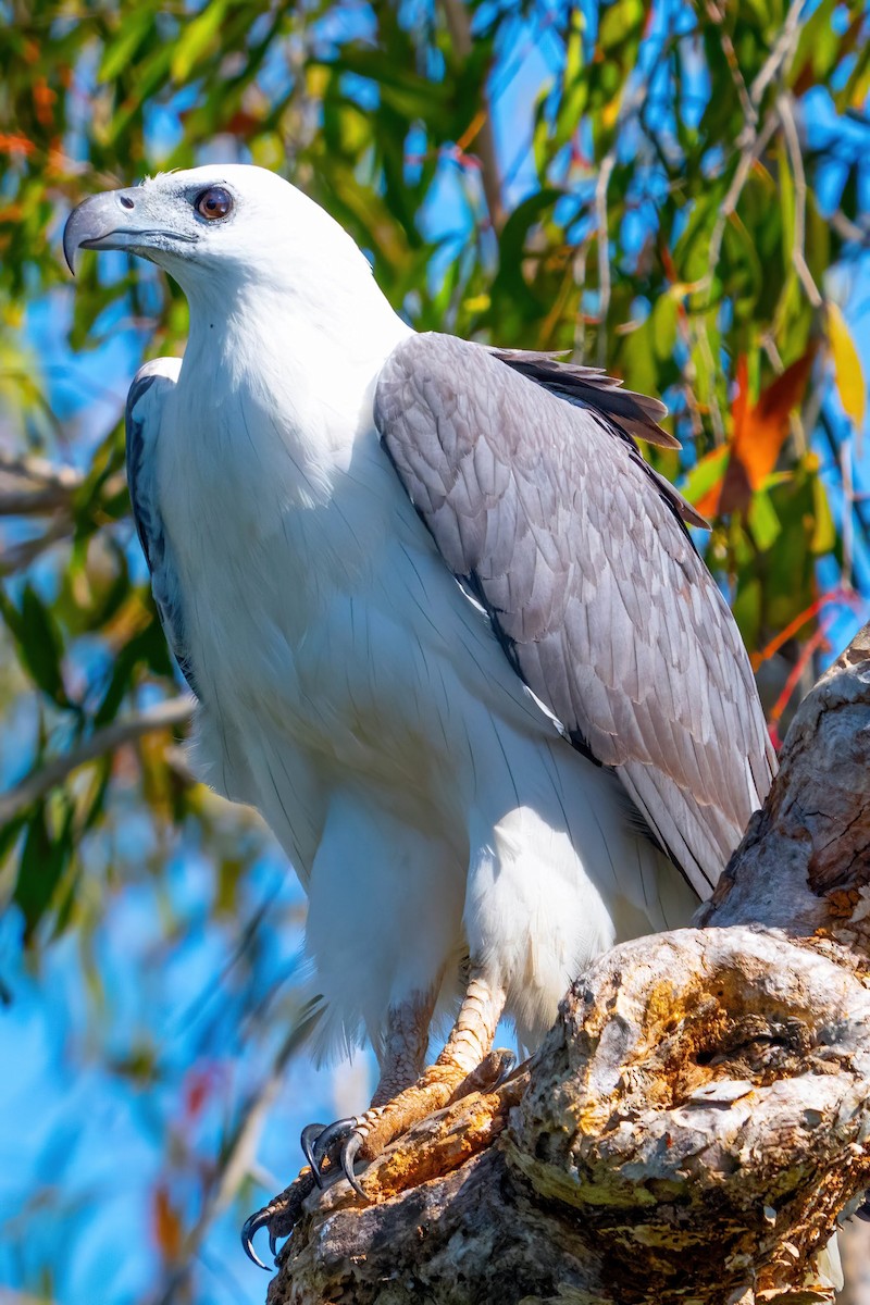 White-bellied Sea-Eagle - ML619523471