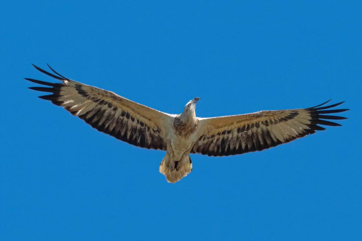 White-bellied Sea-Eagle - ML619523474