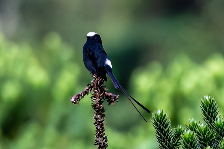 Long-tailed Tyrant - Kurt Gaskill