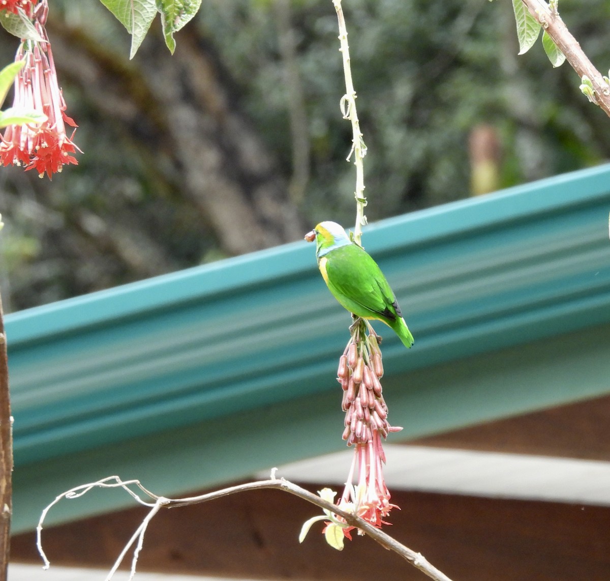 Golden-browed Chlorophonia - Susan Thome-Barrett