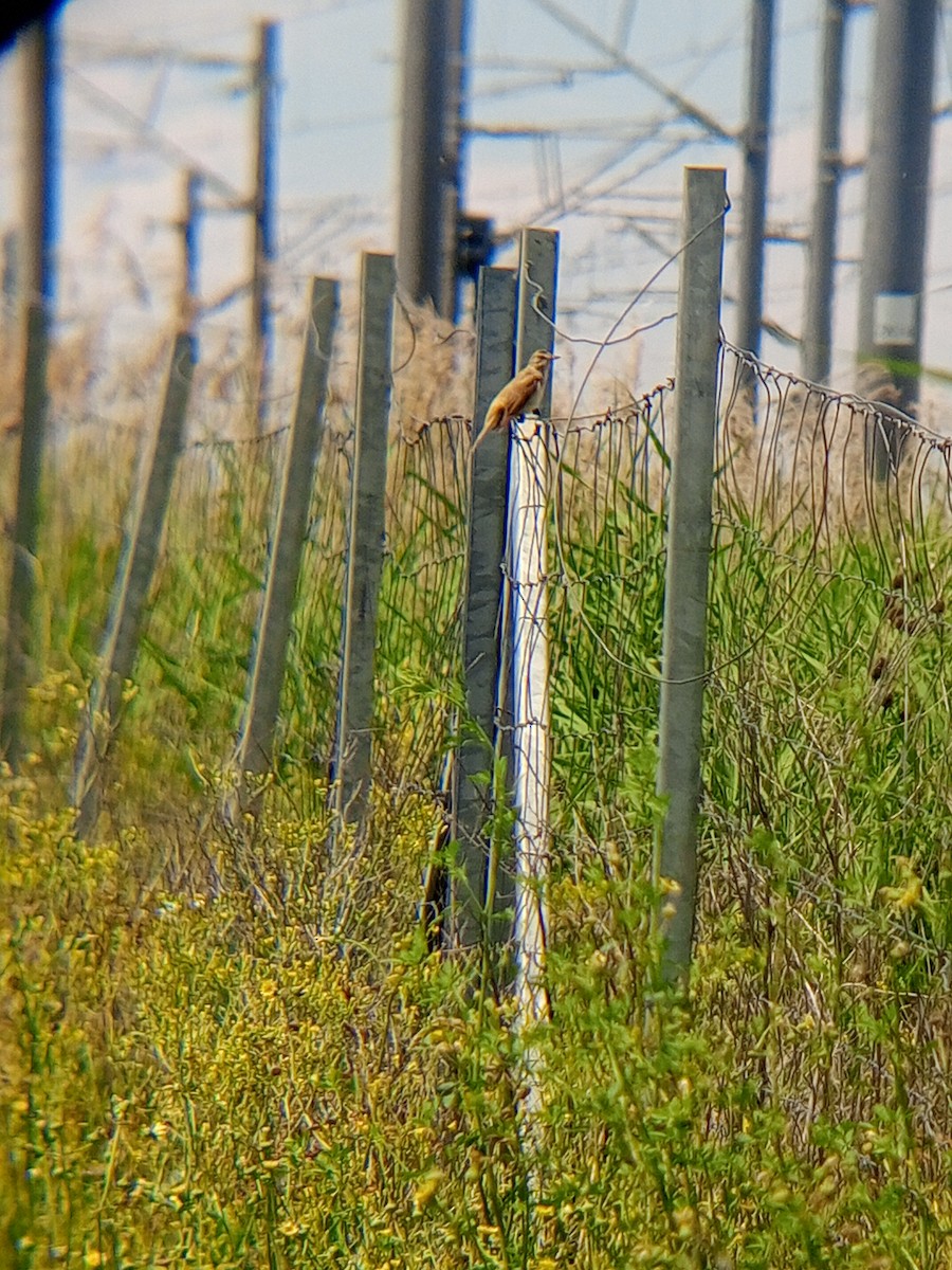 Great Reed Warbler - Viktor Kovacevic