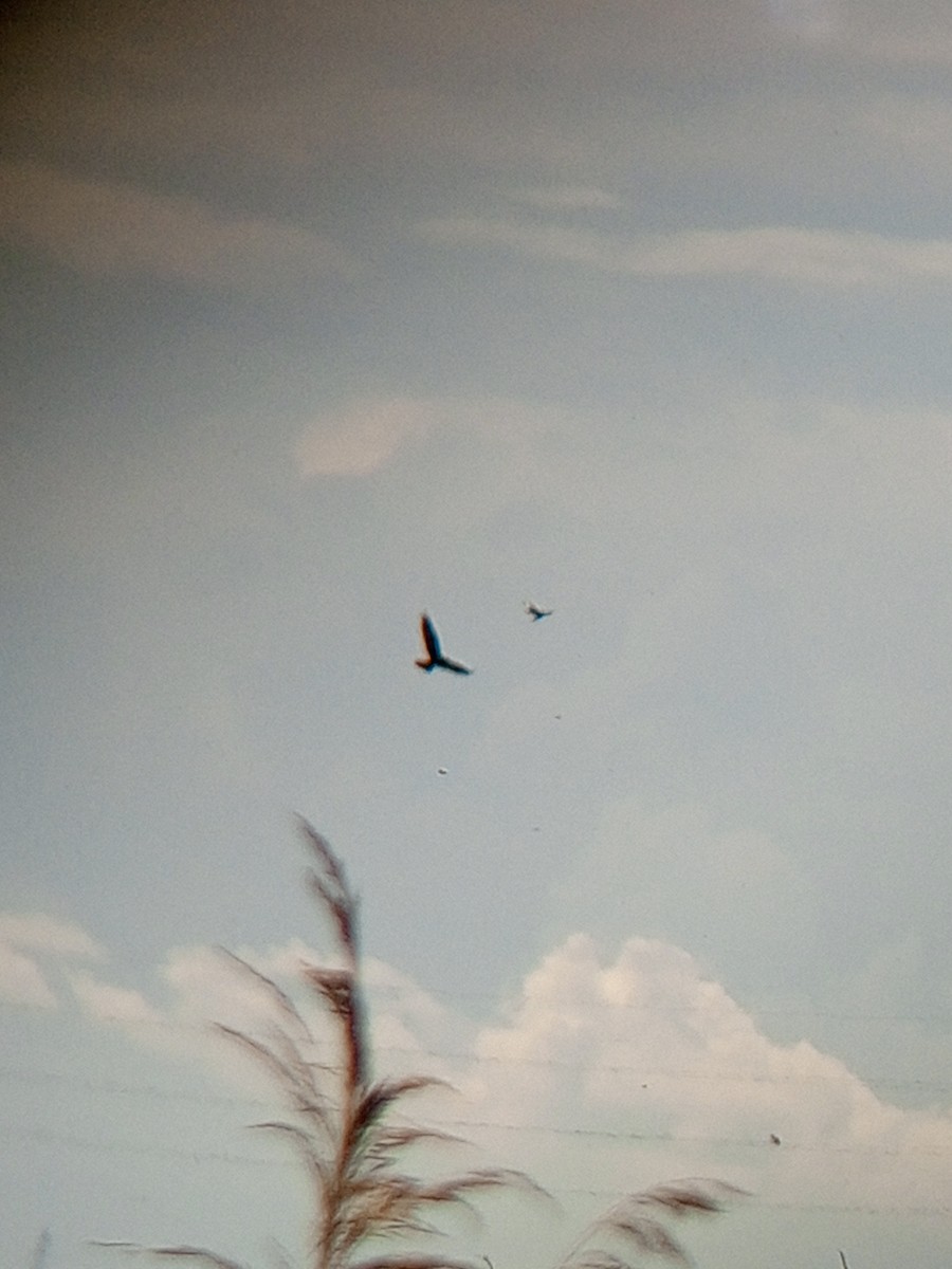 Western Marsh Harrier - Viktor Kovacevic