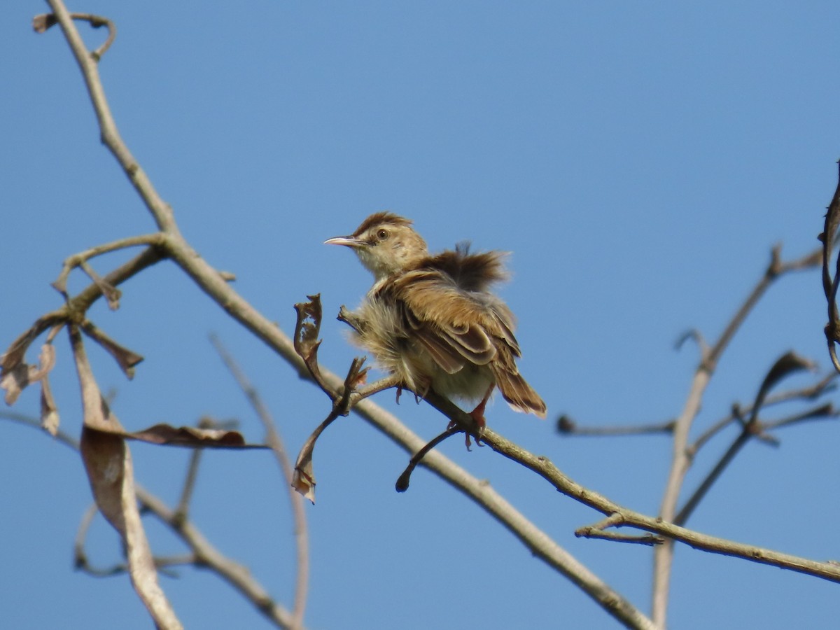 Zitting Cisticola - Bosco Chan