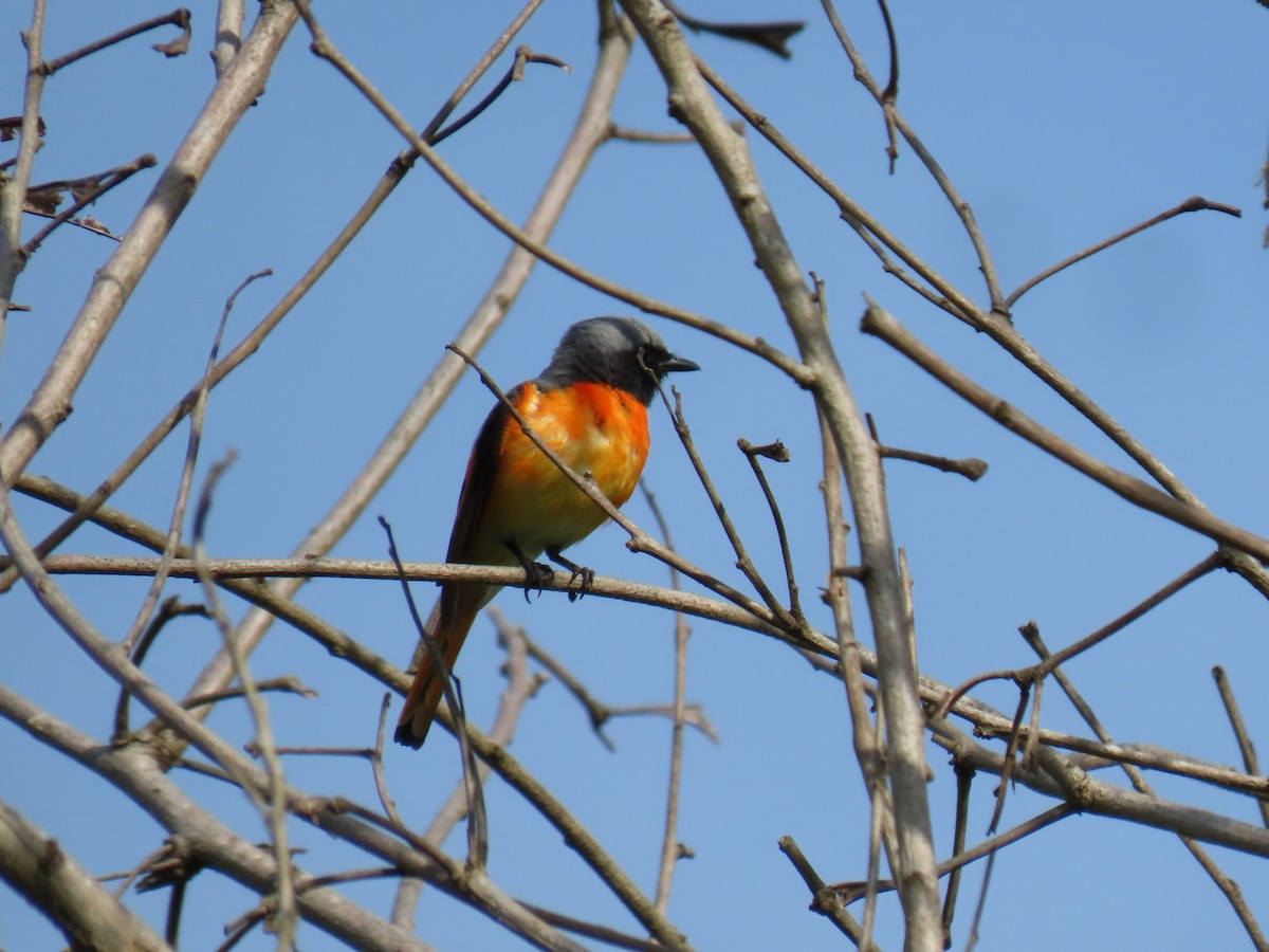 Small Minivet - Bosco Chan