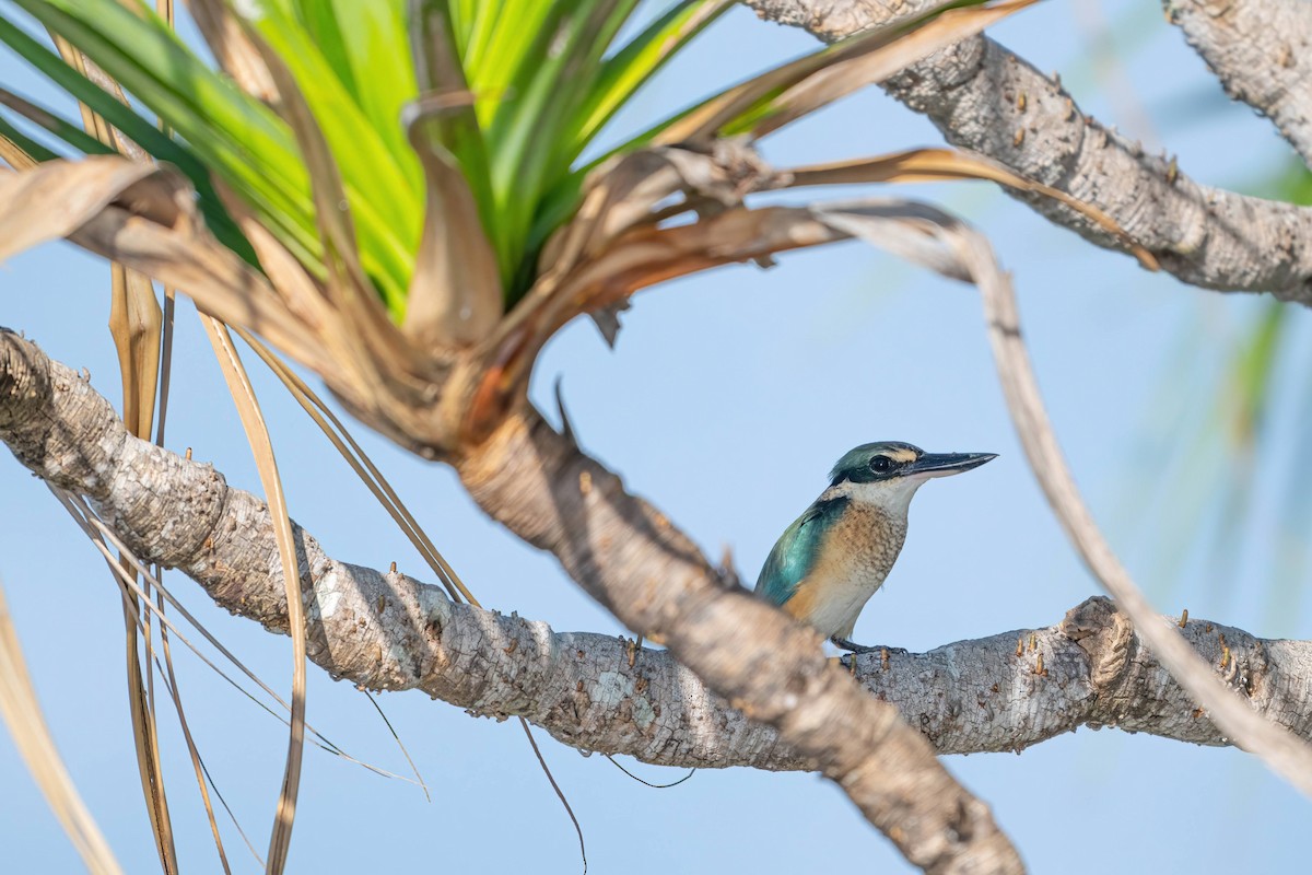 Sacred Kingfisher - Anthony Zimmermann