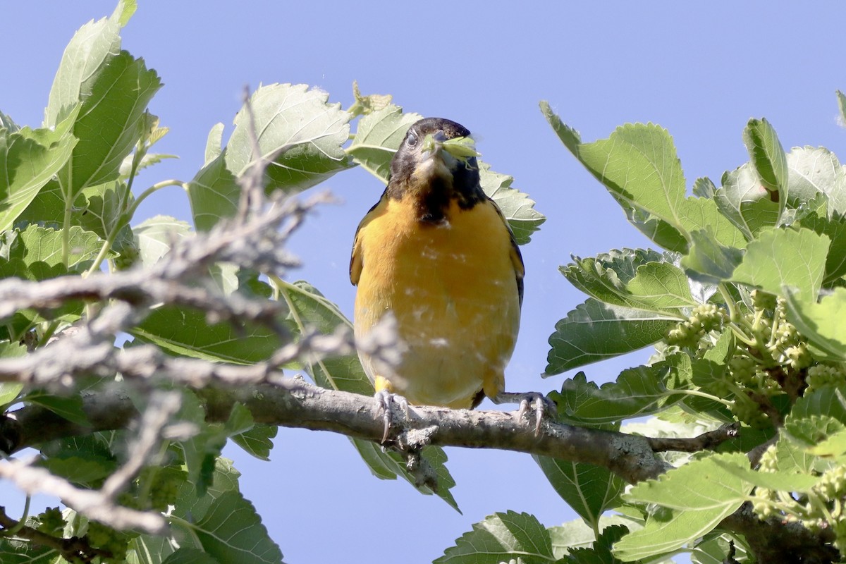 Baltimore Oriole - Tom Thaller