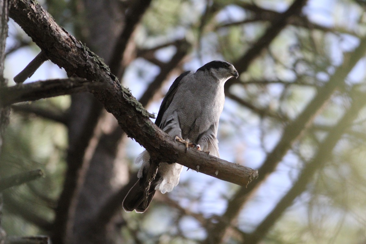 American Goshawk - Thad Roller