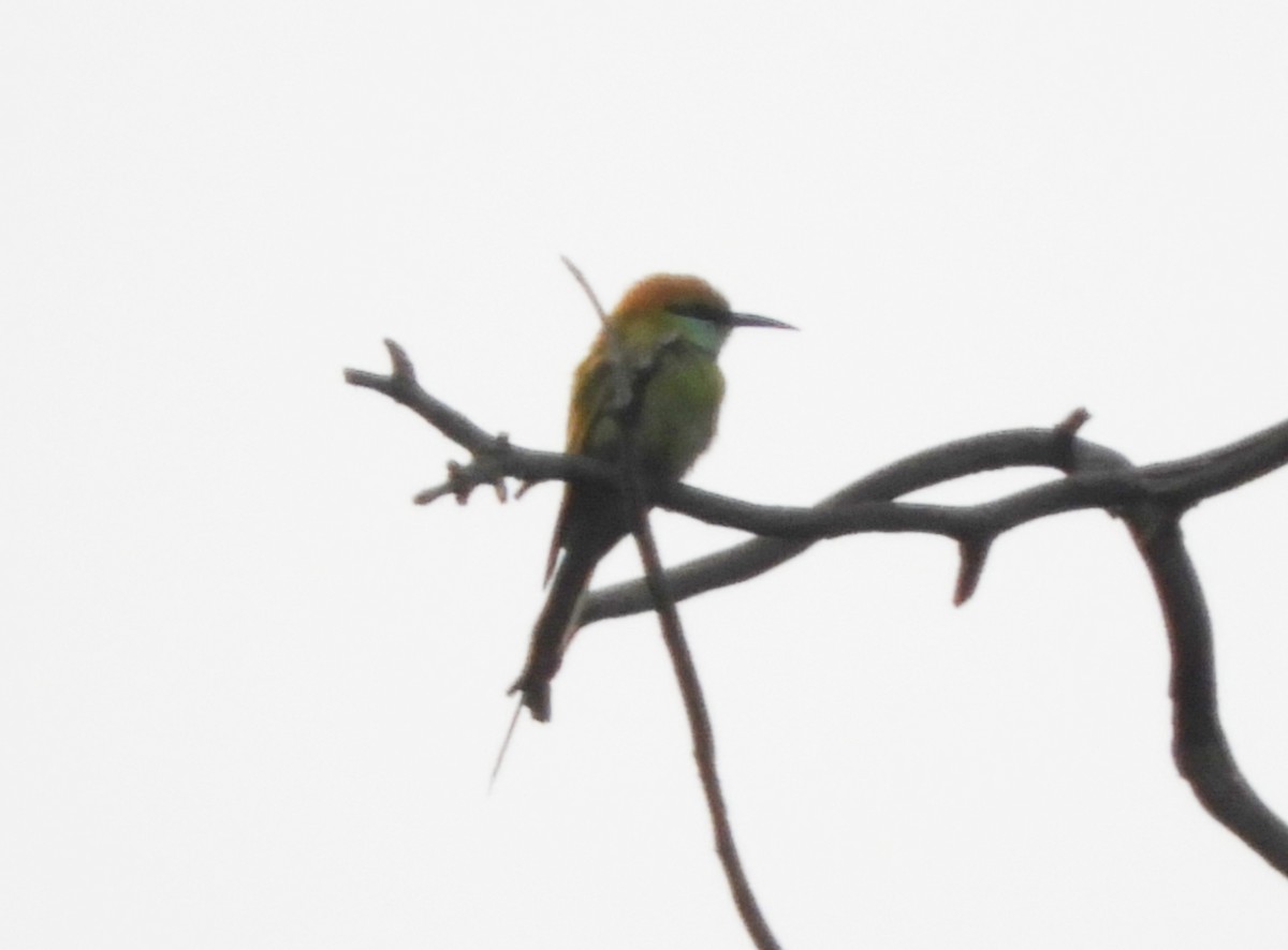 Asian Green Bee-eater - Manju Sinha