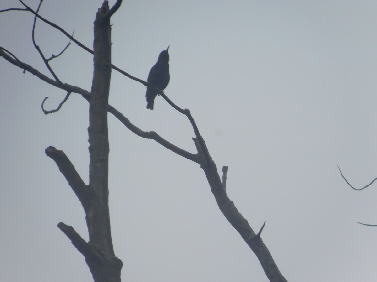 European Starling - Arrow Z L