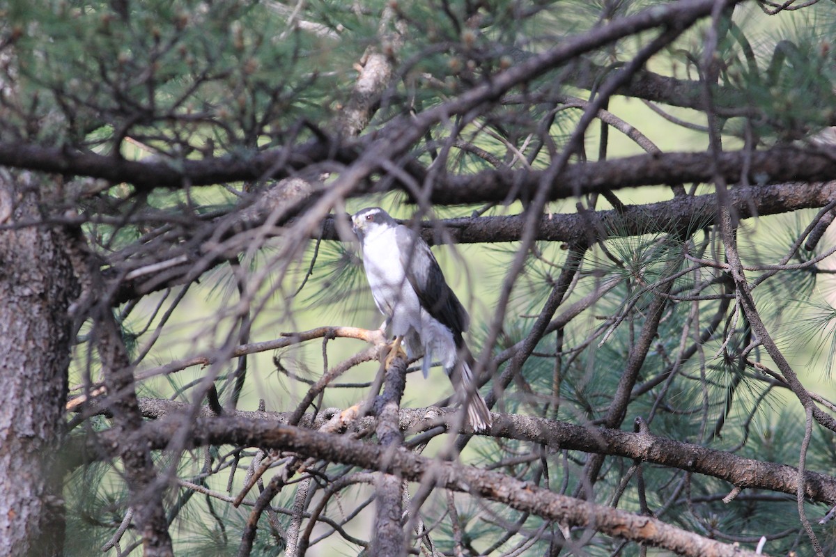 American Goshawk - Thad Roller