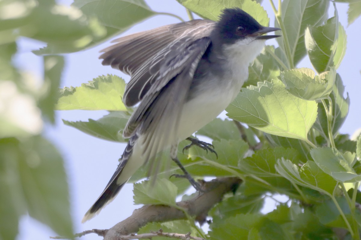 Eastern Kingbird - Tom Thaller