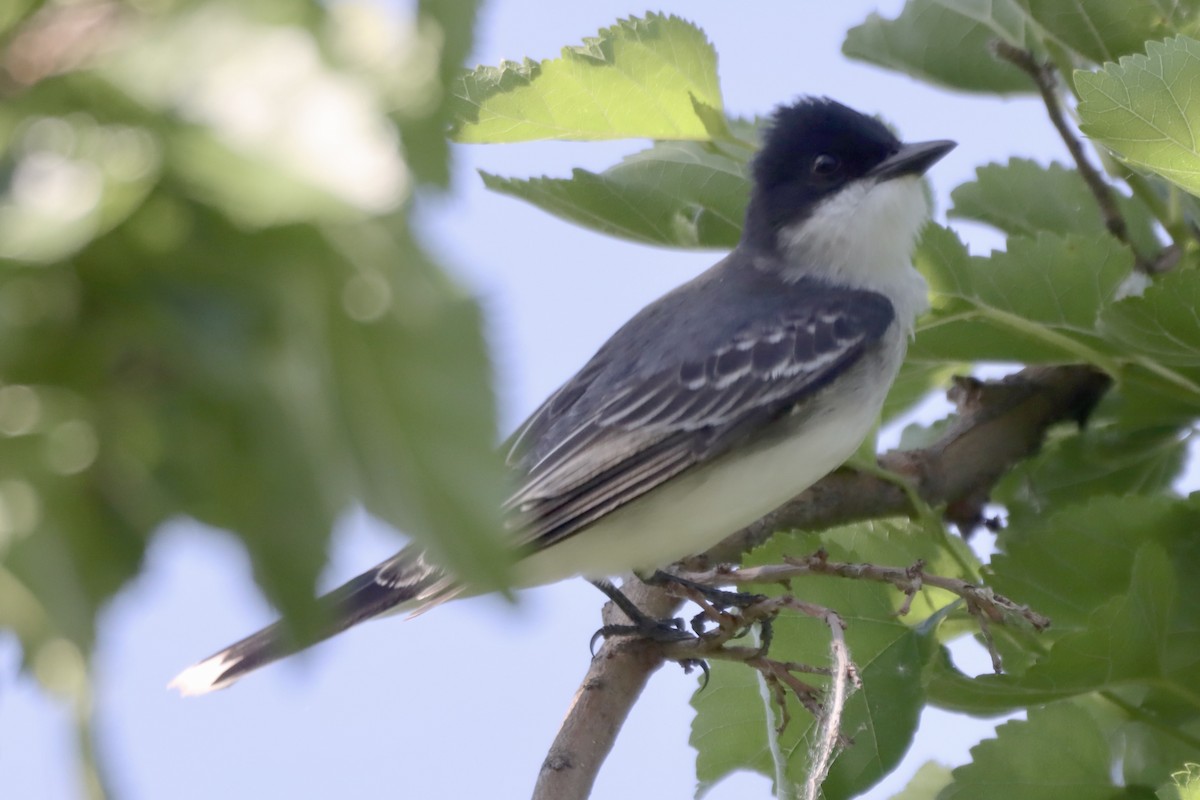 Eastern Kingbird - Tom Thaller